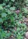 Licorice Leaf Benefits